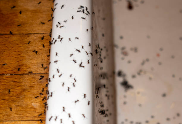 Best Mosquito Control Services  in Wales, WI